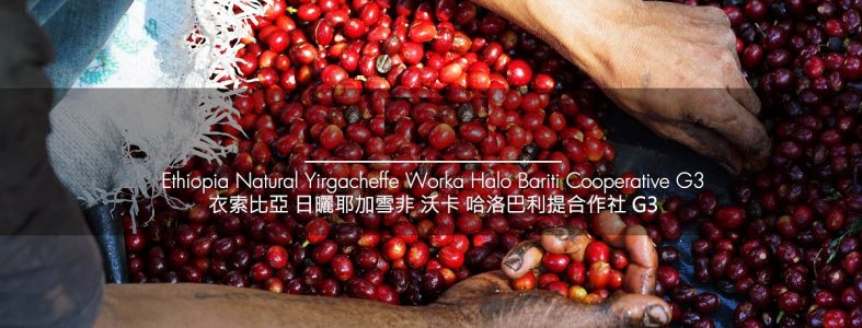 ethiopia-natural-worka-日曬耶加雪菲