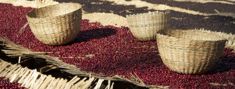 Yirgacheffe-min