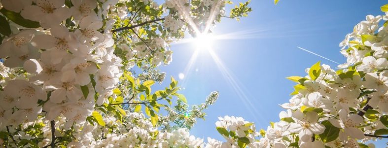 Spring_2018