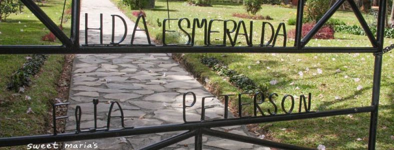 panama-chiriqui-gesha-hacienda-esmeralda-1_1