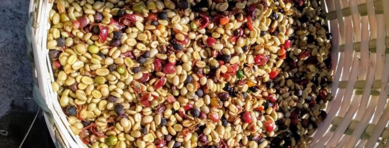 coffee-and-fruit-fermentation-cover