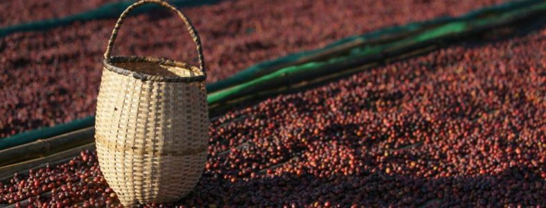 ethiopia-wodessa-guji-highland-3_3-min