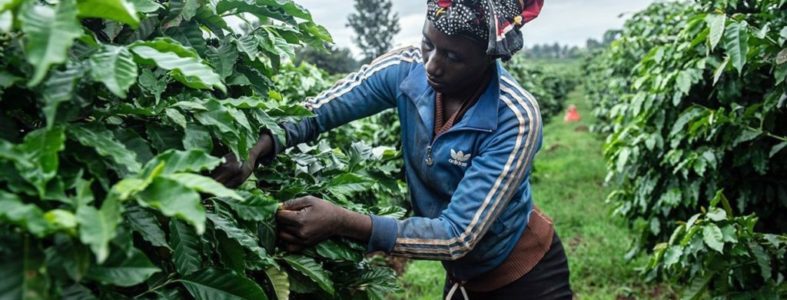 kenya-coffee9-min