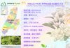 【茉莉花、橙花香氣、萊姆】哥倫比亞 多利馬 夢蒂薇莊園 藝伎︱水洗豆 (200g)
